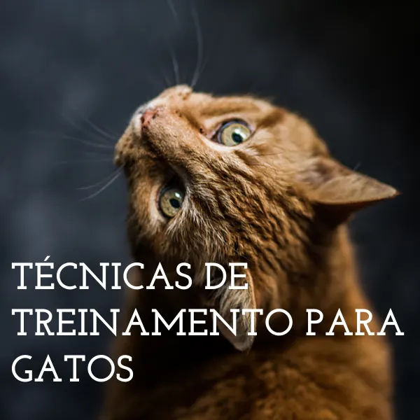 Técnicas de Treinamento Para Gatos