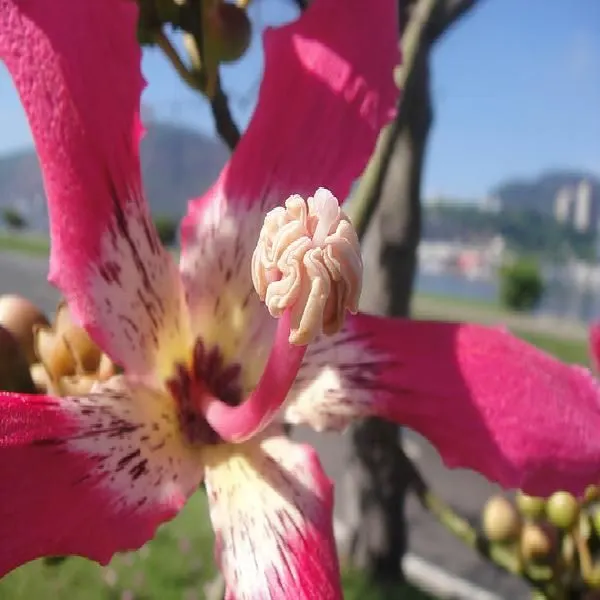 Tornando-se Jardineiro de Almas - Formação de Terapeutas Florais com foco nas Essências Filhas de Gaia