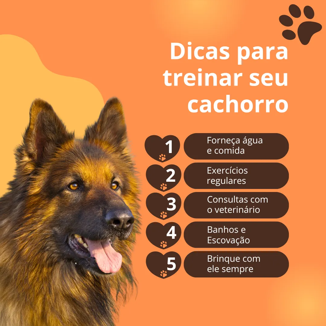 Treine seu dog