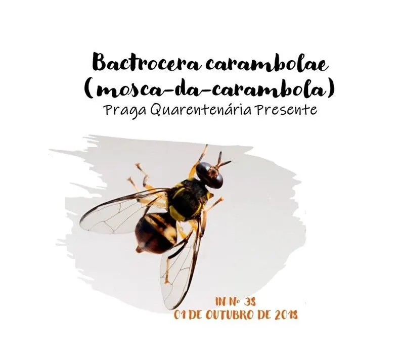 Mapa Mental Bactrocera carambolae