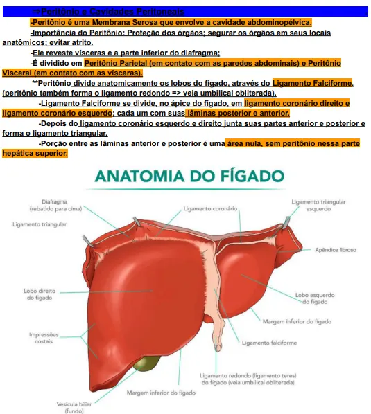 Resumo Sistemas Circulatório + Urinário [Fisiologia, Anatomia, Histologia e Embriologia]