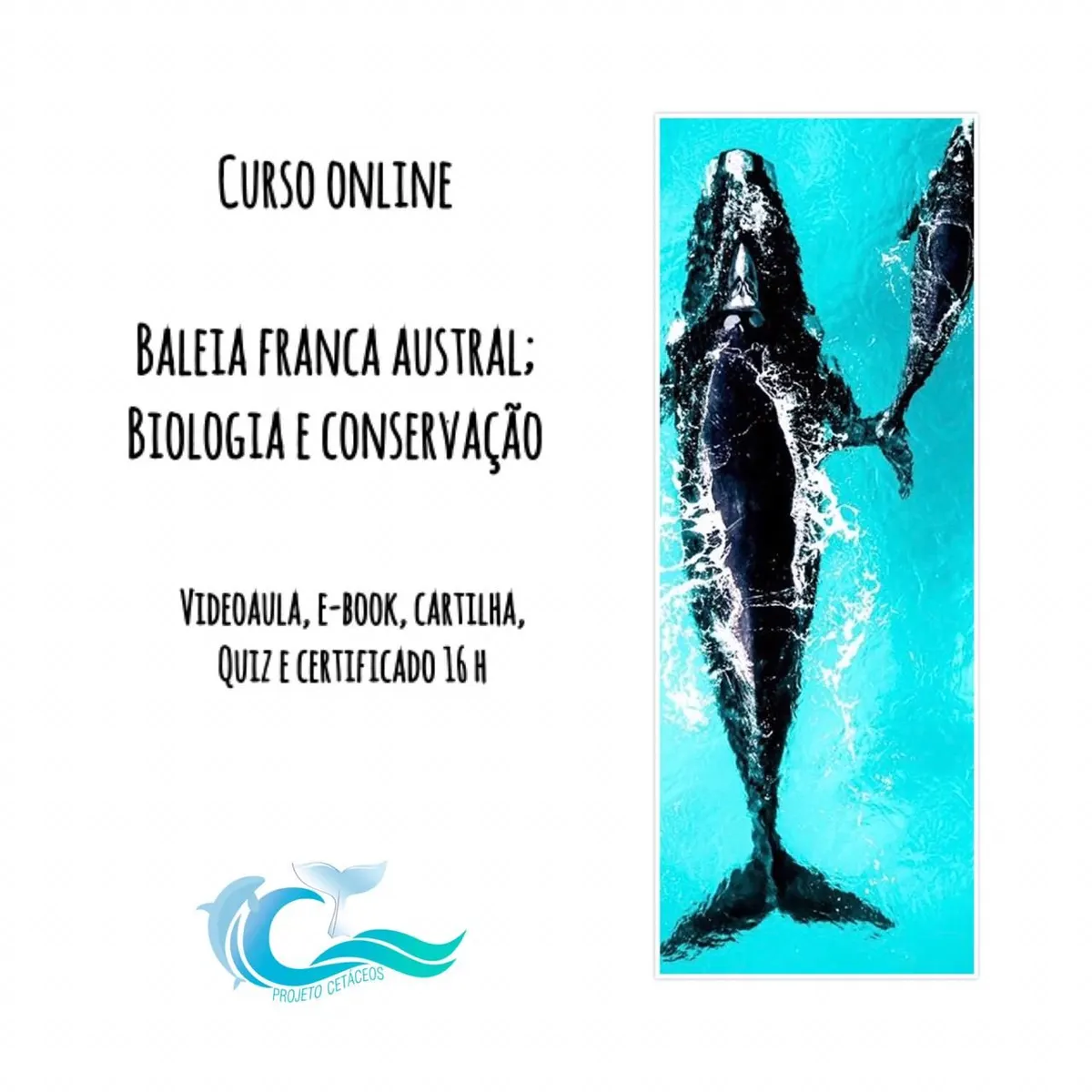 Curso online "Baleia Franca Austral; Biologia e Conservação".