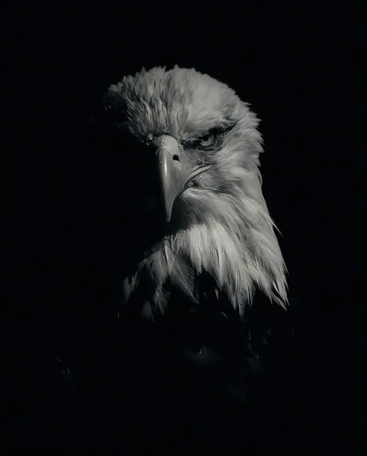Mentoria Eagle