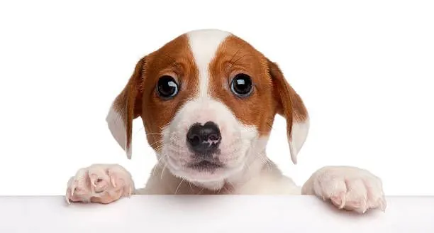 Transforme Seu Cão em Uma Máquina de Obediência: 7 eBooks Imperdíveis