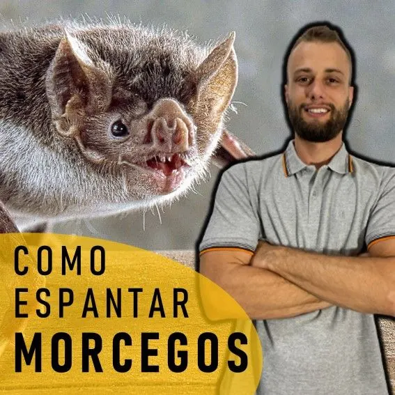 Como Espantar Morcegos - Biól Richard Floriani