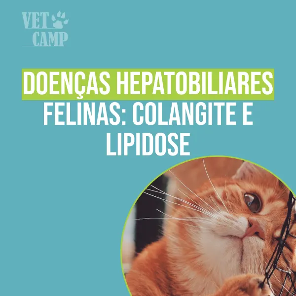 Doenças Hepatobiliares Felinas: Colangite e Lipidose