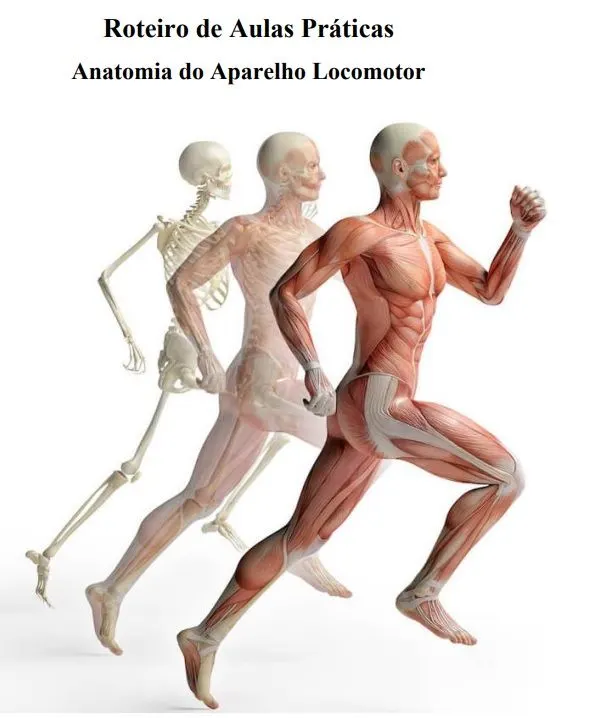 Anatomia do Aparelho Locomotor  - Roteiro Prático