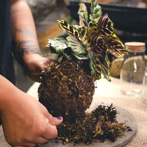 Workshop de Kokedama para iniciantes