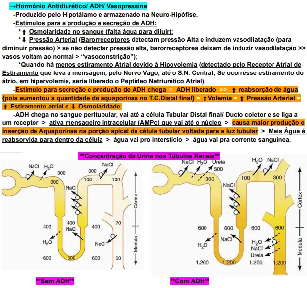 Resumo Sistema Renal/ Urinário [Anatomia, Fisiologia, Histologia e Embriologia]