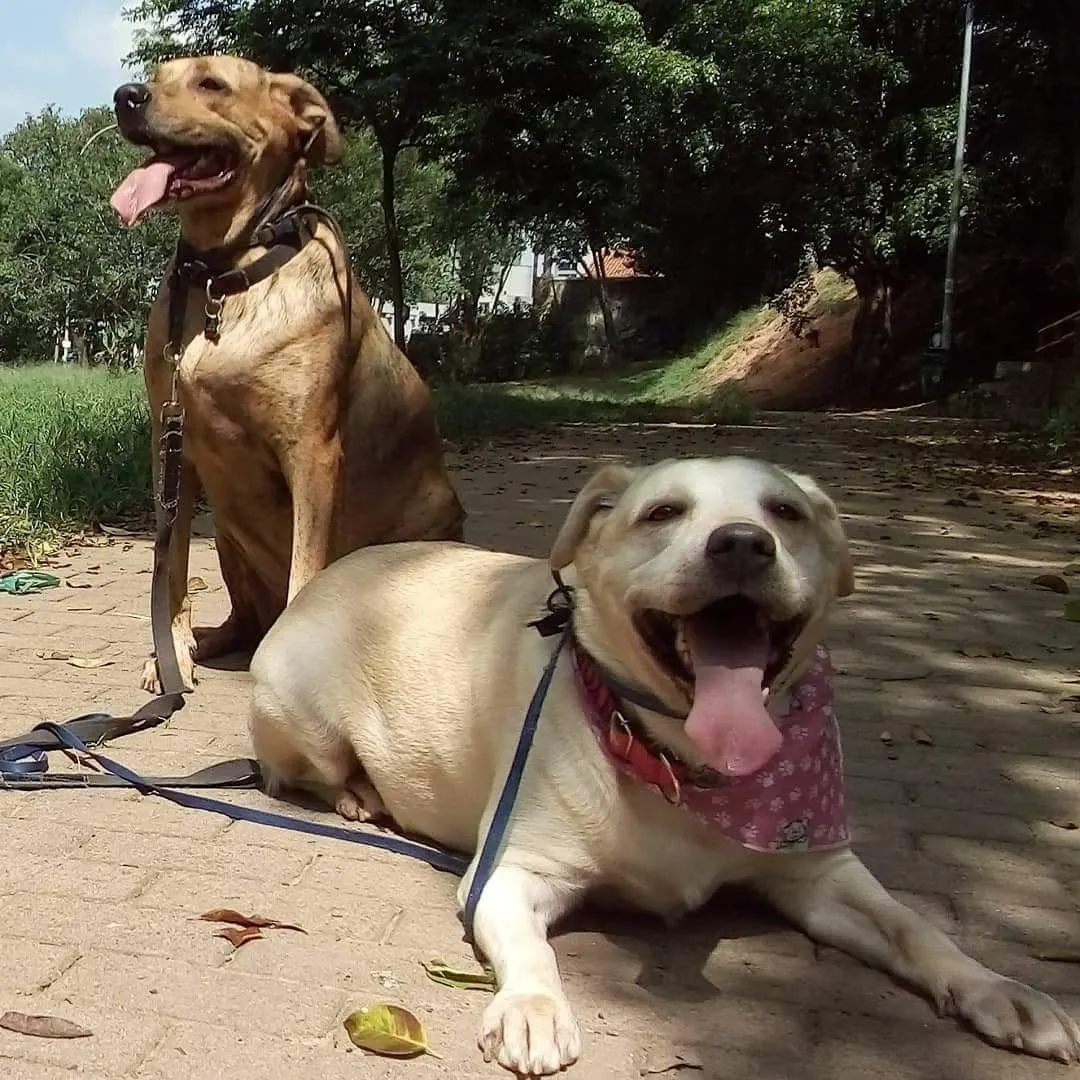 Curso de Dog Walker Profissional