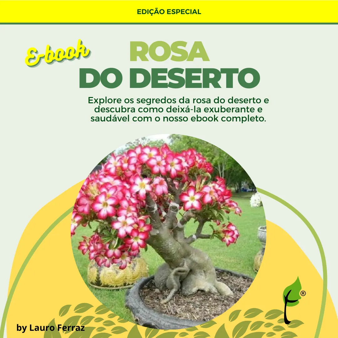 Rosa do Deserto: o guia completo para um cultivo exuberante