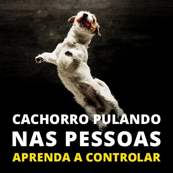 CACHORRO PULANDO NAS PESSOAS. APRENDA A CONTROLAR.